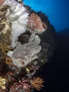Giant frogfish Royalty Free Stock Photo