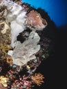 Giant frogfish Royalty Free Stock Photo