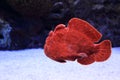 Giant frogfish Royalty Free Stock Photo