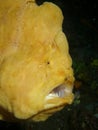 Giant Frogfish Royalty Free Stock Photo