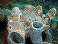 Giant frogfish Royalty Free Stock Photo