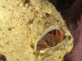 Giant frogfish Royalty Free Stock Photo