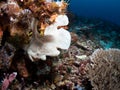 Giant frogfish on a sponge