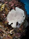 Giant frogfish on a sponge Royalty Free Stock Photo