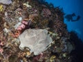 Giant frogfish on a sponge Royalty Free Stock Photo