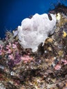 Giant frogfish on a sponge Royalty Free Stock Photo