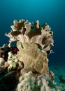 Giant Frogfish under Leather coral Royalty Free Stock Photo