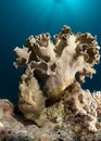 Giant Frogfish under Leather coral