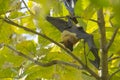 Giant Fruit Bat Spreading Wings in Roost