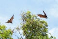 Giant fruit bats flying Royalty Free Stock Photo