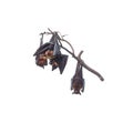 Giant fruit bats hanging on branch isolated on white Royalty Free Stock Photo
