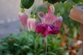 Giant fuchsia \'Bella Rosella\' blooms with pink to light purple flowers in a flower pot in October.