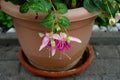 Giant fuchsia 'Bella Rosella' blooms with pink to light purple flowers in a flower pot in September.