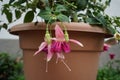 Giant fuchsia 'Bella Rosella' blooms with pink to light purple flowers in a flower pot in September.