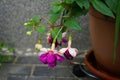 Giant fuchsia \'Deep Purple\' blooms with white-purple flowers in a flower pot in July. Berlin, Germany