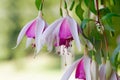 Giant fuchsia flowers