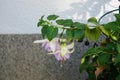 Giant fuchsia \'Holly\'s Beauty\' blooms with light pink-purple flowers in a flower pot in August. Berlin, Germany