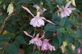 Giant fuchsia \'Holly\'s Beauty\' blooms with light pink-purple flowers in a flower pot in October.