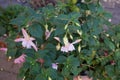 Giant fuchsia \'Holly\'s Beauty\' blooms with light pink-purple flowers in a flower pot in October.