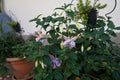 Giant fuchsia \'Holly\'s Beauty\' blooms with light pink-purple flowers in a flower pot in October.