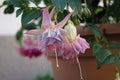 Giant fuchsia \'Holly\'s Beauty\' blooms with light pink-purple flowers in a flower pot in October.