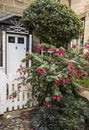 Giant Fuchsia at Robin Hood's Bay, Yorkshire