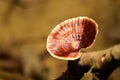 Giant Fungi Royalty Free Stock Photo