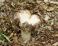 Giant Fungi Royalty Free Stock Photo