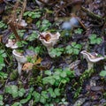 Leucopaxillus giganteus, giant leucopax mushroom is large cream coloured fungus