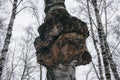 Giant fungus parasite chaga on the trunk of a birch.Shelf fungus medical mushroom.Inonotus obliquus