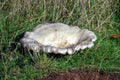 Giant Funnel Fungus - Leucopaxillus giganteus