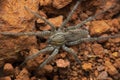 Giant funnel web spider, Hippasa species, Wolf spiders in the family Lycosidae, Satara Royalty Free Stock Photo