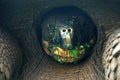 The Giant Galapagos Tortoise. Royalty Free Stock Photo