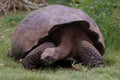 Giant Galapagos Tortoise Royalty Free Stock Photo