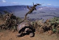 Giant Galapagos Tortoise Royalty Free Stock Photo