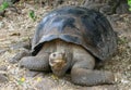 Giant Galapagos Tortoise Royalty Free Stock Photo