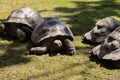 Giant Galapagos tortoise - Chelonoidis nigra moving on green grass. Big old turtle Ancient animal in Park nature. Slowly