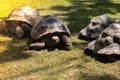 Giant Galapagos tortoise - Chelonoidis nigra moving on green grass. Big old turtle Ancient animal in Park nature. Slowly