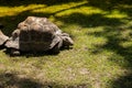 Giant Galapagos tortoise - Chelonoidis nigra moving on green grass. Big old turtle Ancient animal in Park nature. Slowly