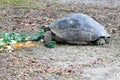 Giant Galapagos Tortoise Eating Royalty Free Stock Photo