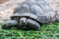 Giant Galapagos Tortoise Eating Grass Royalty Free Stock Photo