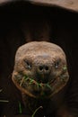 Giant Galapagos Tortoise eating grass Royalty Free Stock Photo