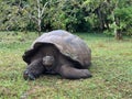Giant Galapagos tortoise (Geochelone elephantopus) at Galapagod, Ecuador