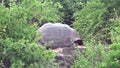 Giant Galapagos tortoise in green grass on Santa Cruz Island.