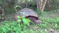 Giant Galapagos tortoise in green grass on Santa Cruz Island.