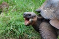 Giant galapagos tortoise with mouth open, closeup