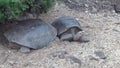 Giant Galapagos tortoise on the rocks and green grass on Santa Cruz Island.