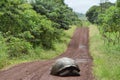 Giant Galapagos tortoise in Santa Cruz Island Royalty Free Stock Photo