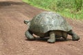 Giant Galapagos tortoise in Santa Cruz Island Royalty Free Stock Photo