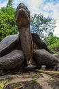 Giant Galapagos Tortoise - Santa Cruz Island in the Galapagos Islands Royalty Free Stock Photo